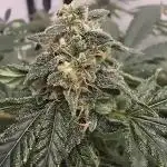 Indica Cream DWC
