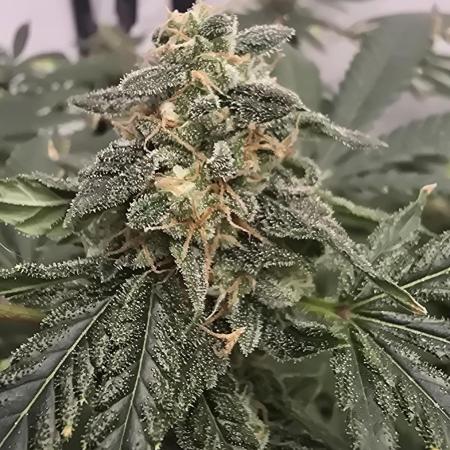 Indica Cream DWC