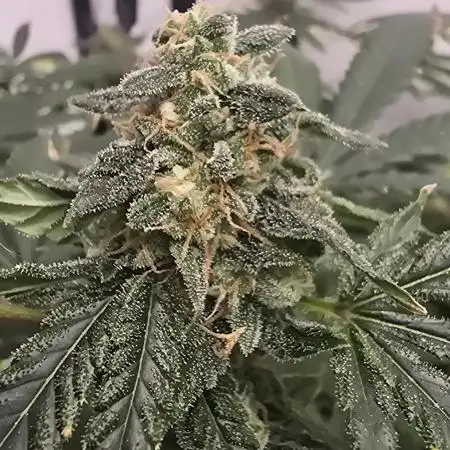 Indica Cream DWC