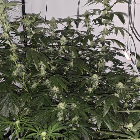 Ice Cream Haze DWC