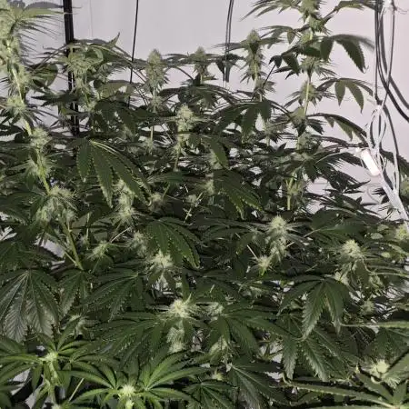 Ice Cream Haze DWC