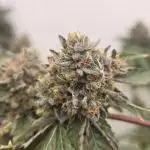 Ice Cream Haze DWC