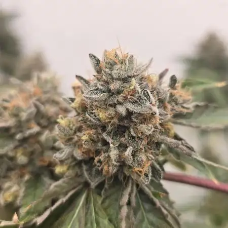 Ice Cream Haze DWC