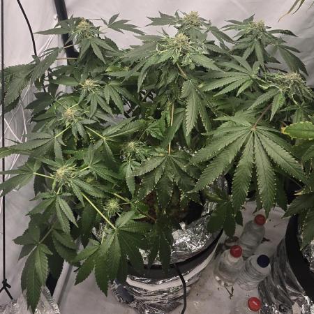 Papaya Sherbet DWC