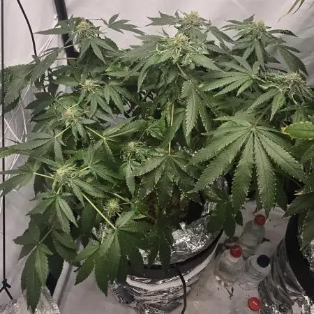 Papaya Sherbet DWC