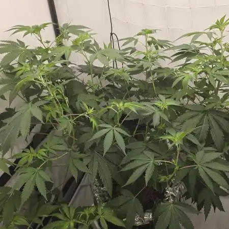 Ice Cream Haze DWC