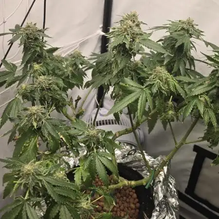 Papaya Sherbet DWC