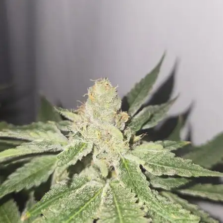 Fast Version A DWC
