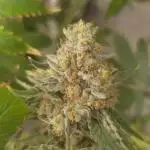 Ice Cream Haze DWC