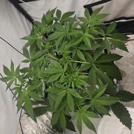 Red Hot Cookies DWC
