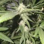 Indica Cream DWC