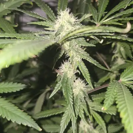 Indica Cream DWC
