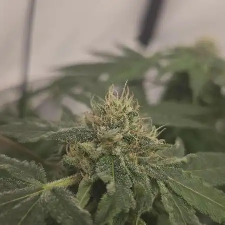 Papaya Sherbet DWC