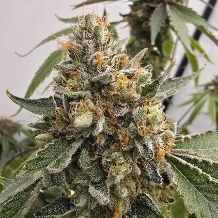 Ice Cream Haze DWC