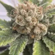 Sativa Dream DWC
