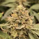 Ice Cream Haze DWC