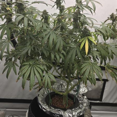 Indica Cream DWC