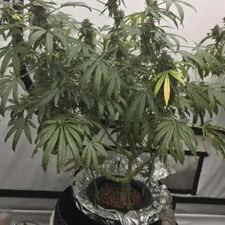 Indica Cream DWC