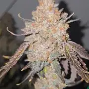Ice Cream Haze DWC