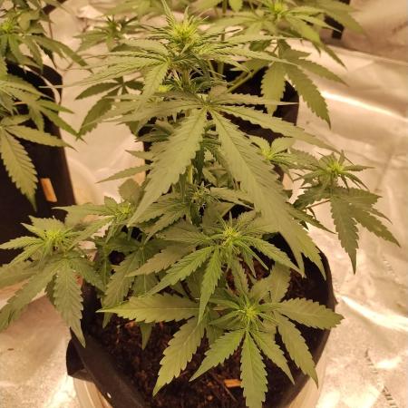 Blackberry Cream Auto