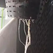 Blackberry Cream Auto DWC