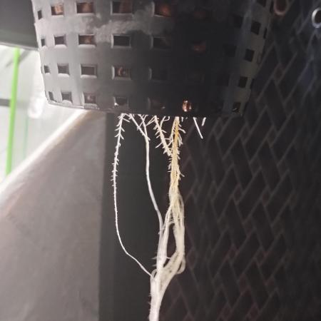 Blackberry Cream Auto DWC