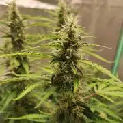 Blackberry Cream Auto DWC