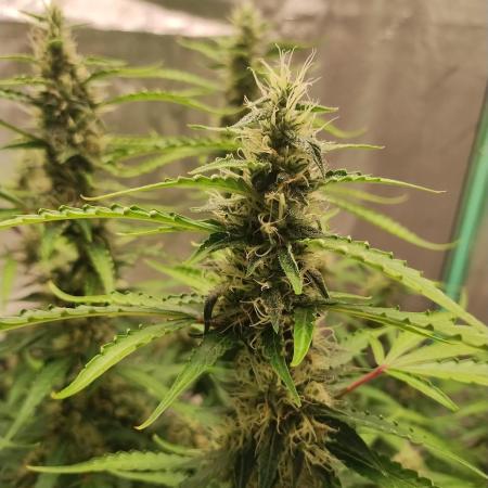 Blackberry Cream Auto DWC