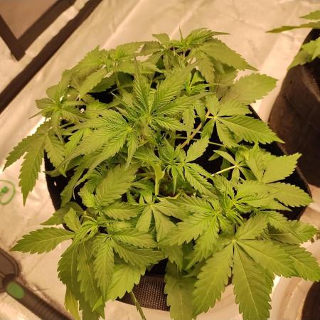 Blackberry Cream Auto