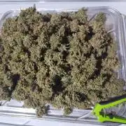 Blackberry Cream Auto DWC