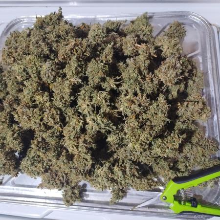 Blackberry Cream Auto DWC