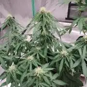 Blackberry Cream Auto