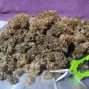 Blackberry Cream Auto
