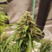 Blackberry Cream Auto