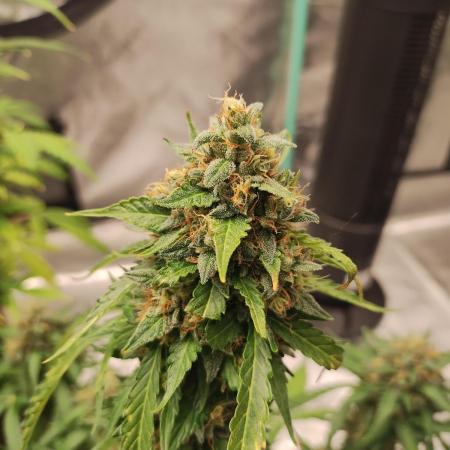 Blackberry Cream Auto