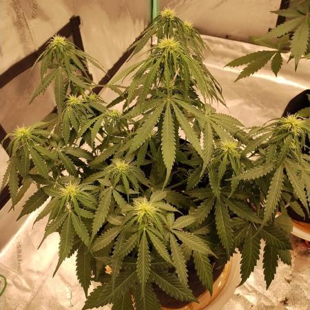 Blackberry Cream Auto