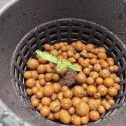 Blackberry Cream Auto DWC