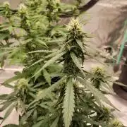 Blackberry Cream Auto