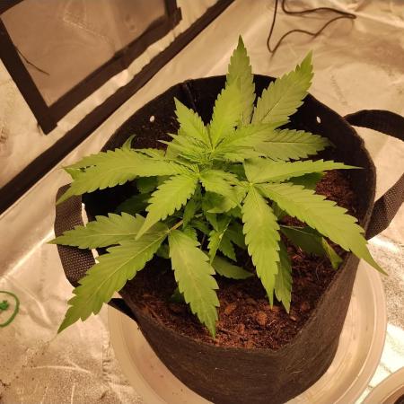 Blackberry Cream Auto