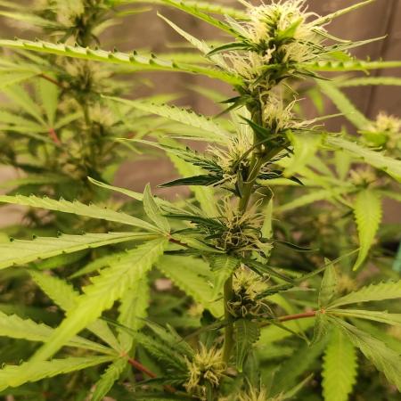 Blackberry Cream Auto DWC