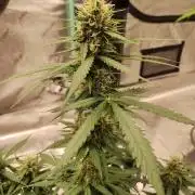 Blackberry Cream Auto