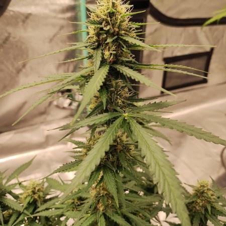 Blackberry Cream Auto