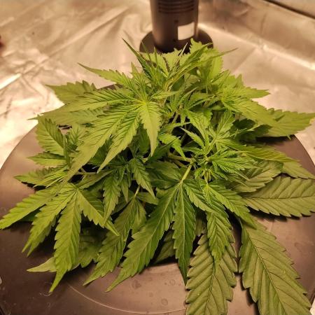 Blackberry Cream Auto DWC