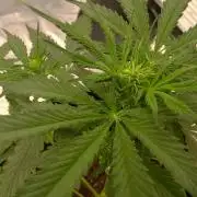 White Widow Extrm Auto #2