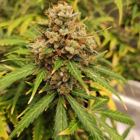 Blackberry Cream Auto