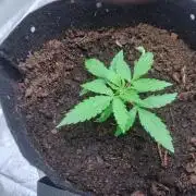 Blackberry Cream Auto