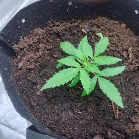 Blackberry Cream Auto