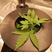 Blackberry Cream Auto DWC