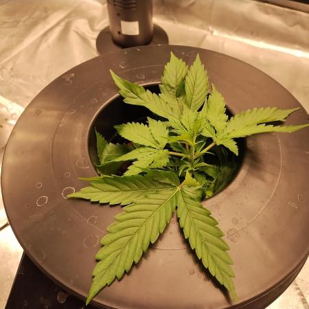 Blackberry Cream Auto DWC