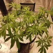 Blackberry Cream Auto DWC